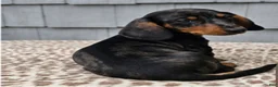 Miniature Dachshund dogs for sale: Mia - Ad 4