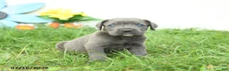 Cane Corso dogs for sale: Rodeo - Ad 3