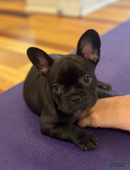 French Bulldog dogs for sale: Lavender Aka Mookie - Ad 1