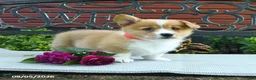 Welsh Corgi Pembroke dogs for sale: Rosa  - Ad 5