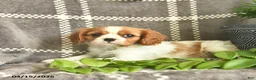 Cavalier King Charles Spaniel dogs for sale: Cashew Hugs  - Ad 3