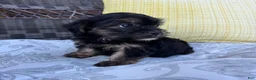 Shorkie dogs for sale: chandler  - Ad 5