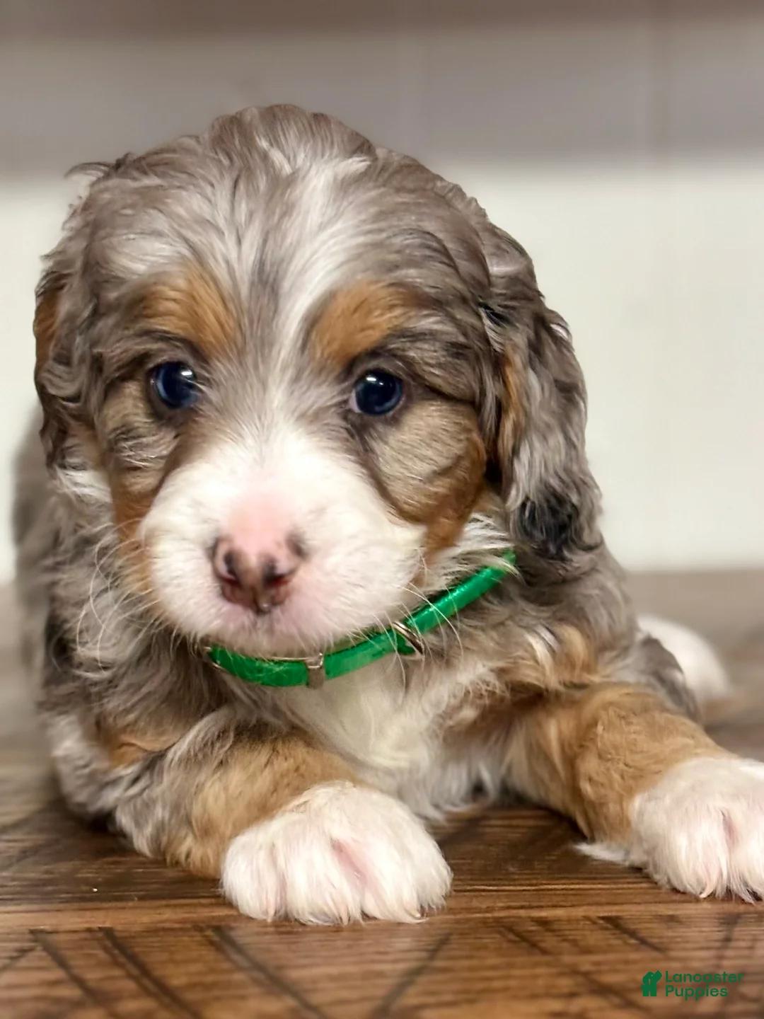 Mini Bernedoodle dogs for sale: Bailey Mini Bernedoodle Puppy 3 - Ad 3