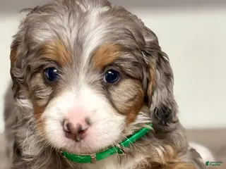 Mini Bernedoodle dogs Bailey Mini Bernedoodle Puppy 3 - Ad 14