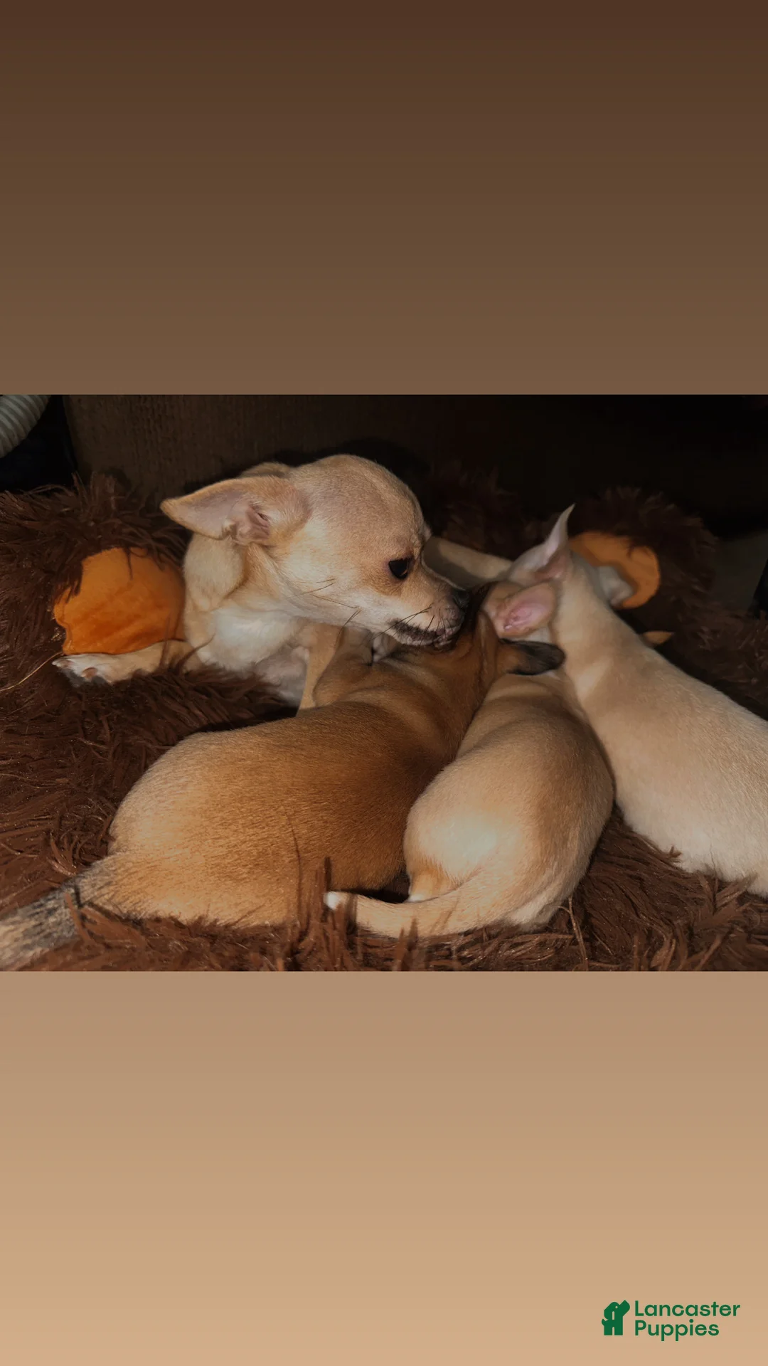 Chihuahua dogs for sale: Batova  - Ad 7