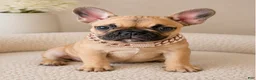 French Bulldog dogs for sale: HEIDI 💕 FAWN PRINCESS IN CALI, USA DELIVERY & FINANCING OPTIONS! - Ad 32