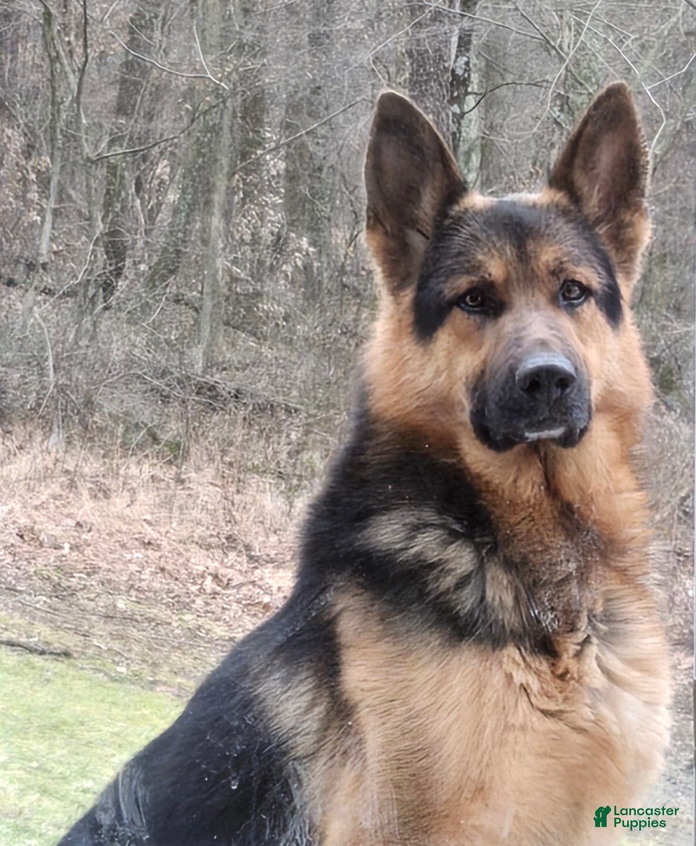 German Shepherd dogs Zara - Ad 2