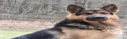 German Shepherd dogs for sale: Zara - Ad 2