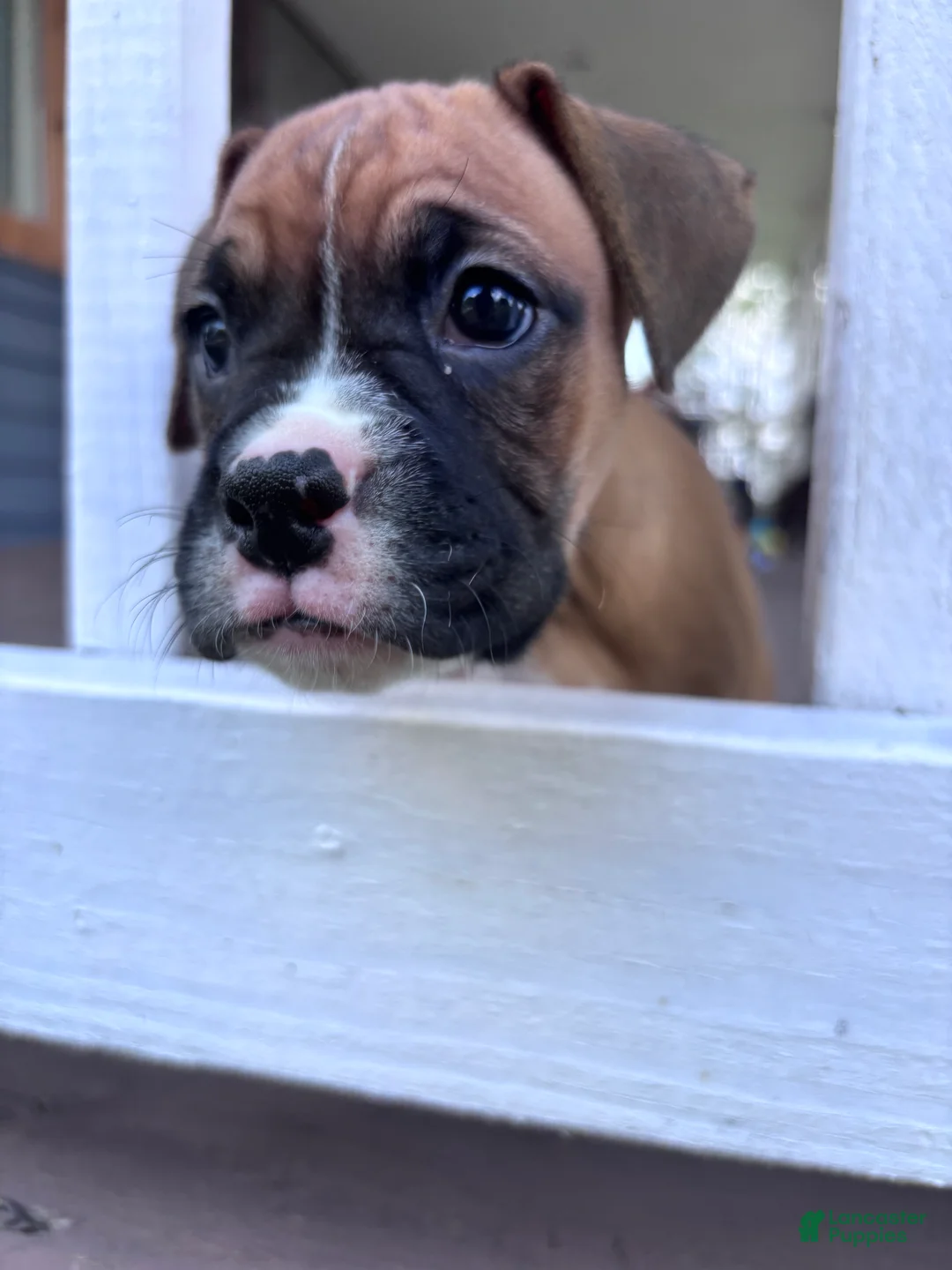 Boxer dogs for sale: Sabine - Ad 2