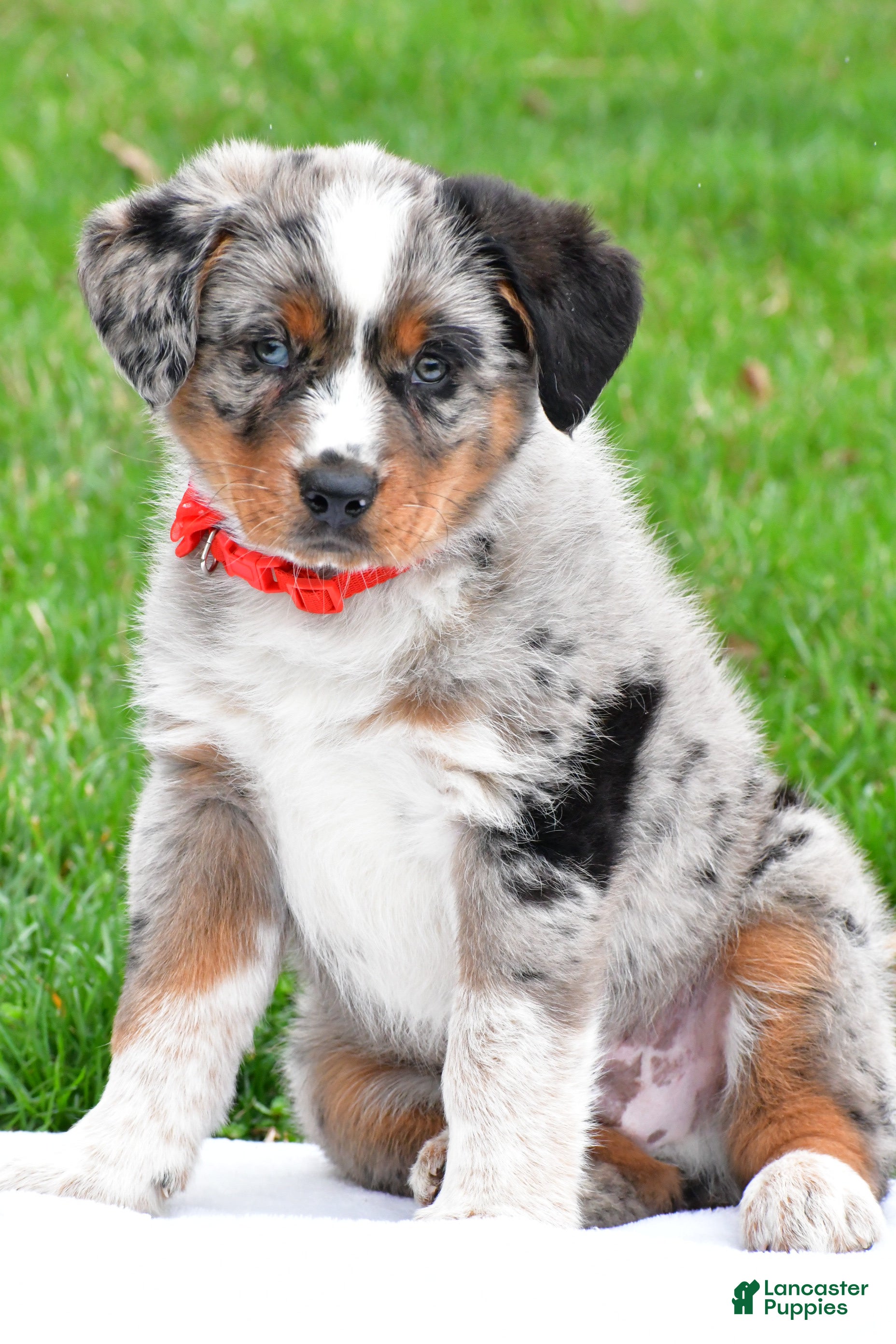 Mixed Breed dogs Hector - Ad 1