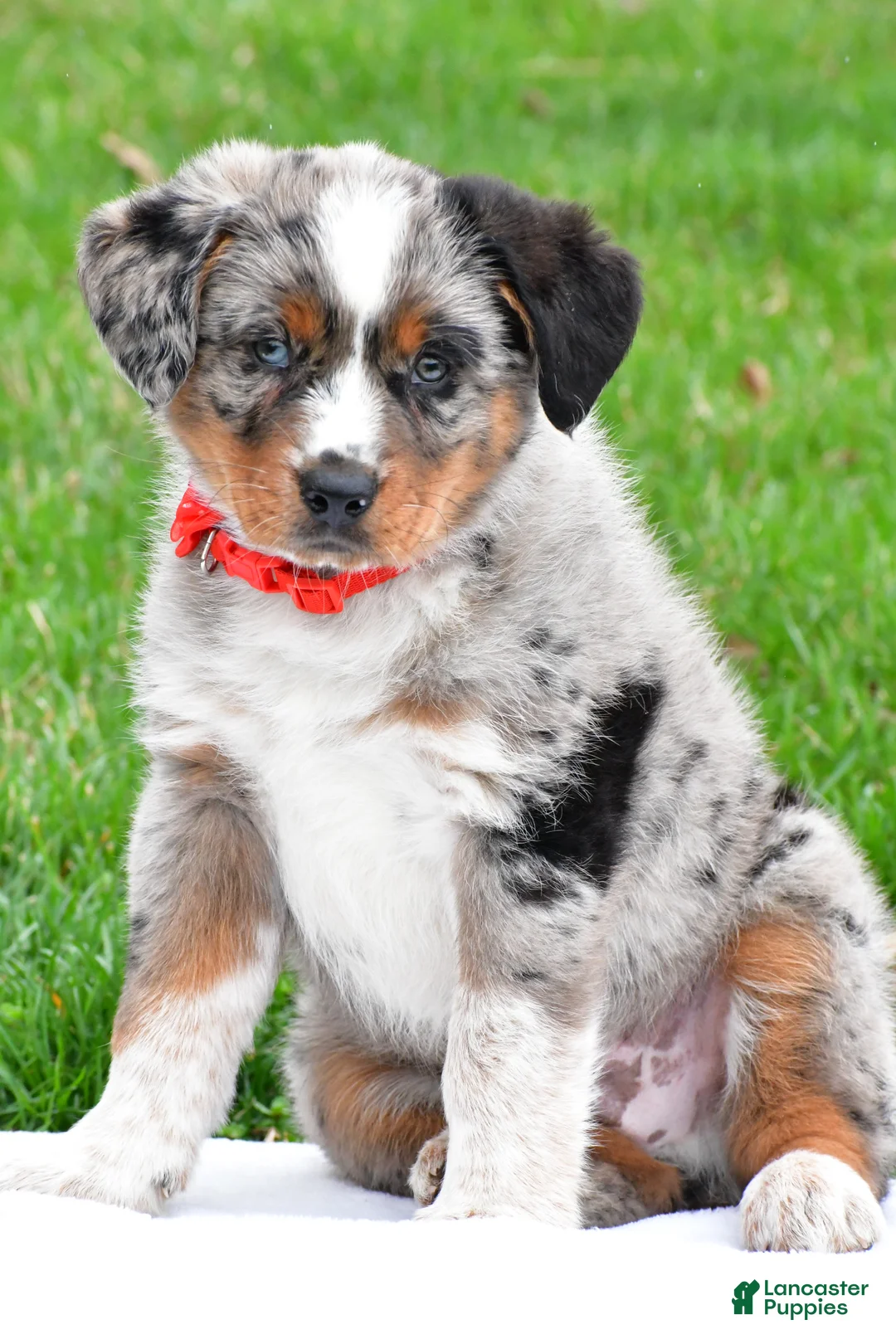 Mixed Breed dogs for sale: Hector - Ad 1