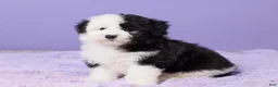 Mini Sheepadoodle dogs for sale: Sierra - Ad 2