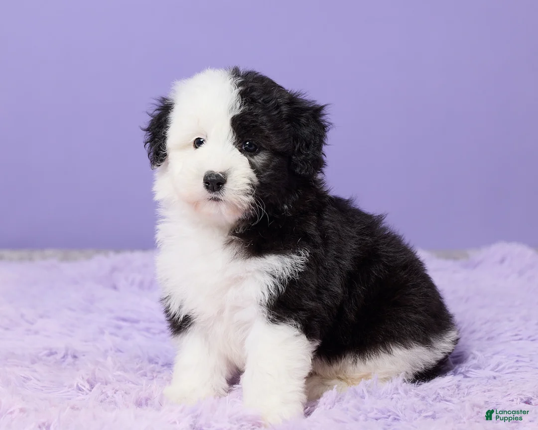 Mini Sheepadoodle dogs for sale: Sierra - Ad 2