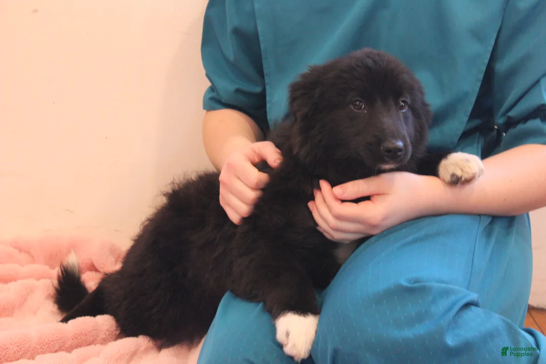 Mixed Breed dogs for sale: Mixed Breed Puppy 1 Lexie - Ad 2