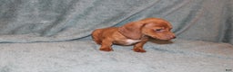 Miniature Dachshund dogs for sale: Bob Mini  - Ad 7