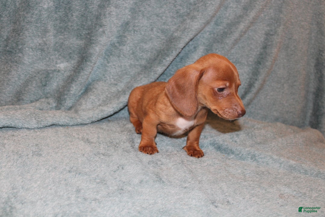 Miniature Dachshund dogs for sale: Bob Mini  - Ad 7