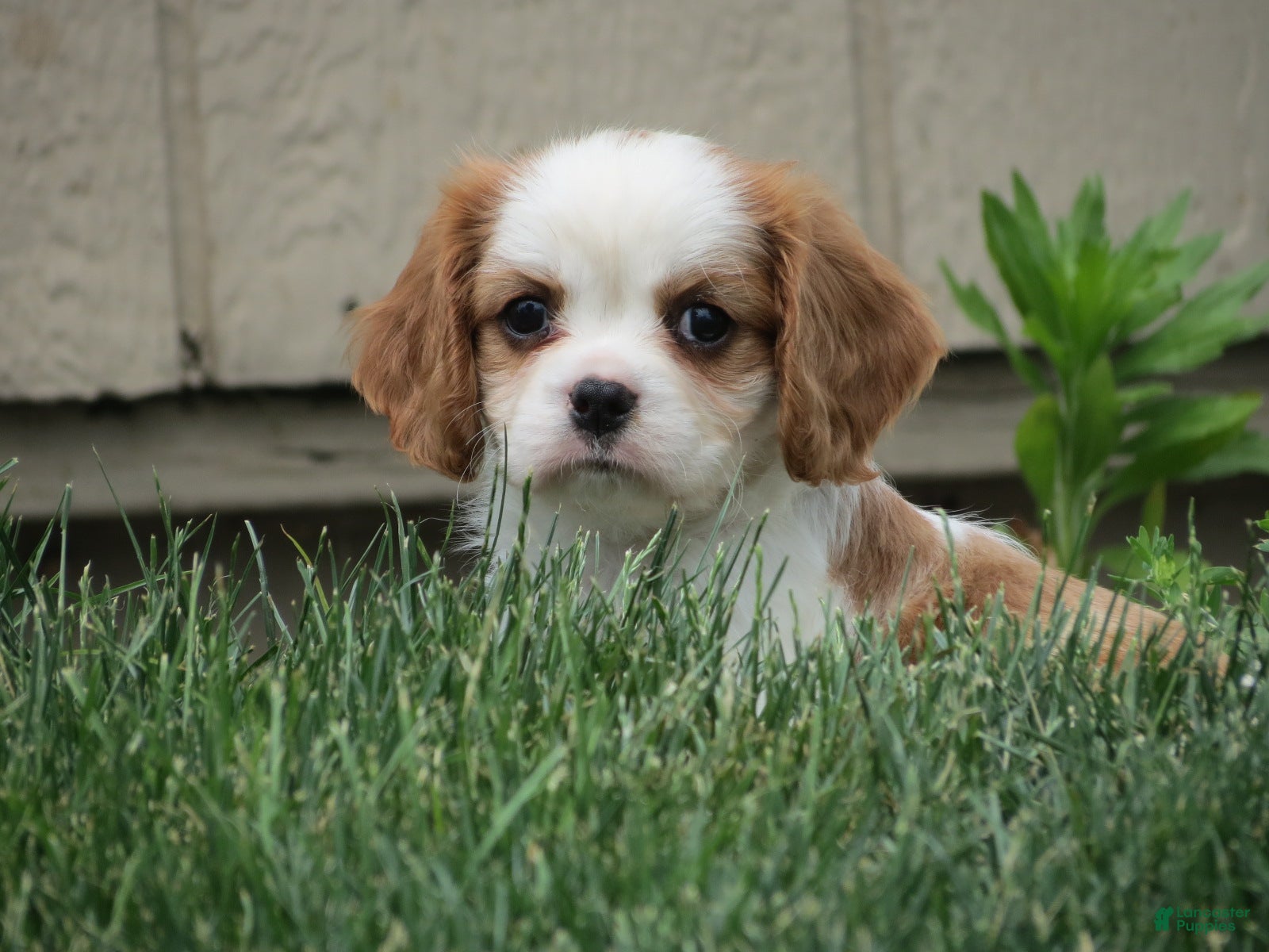 Cavalier King Charles Spaniel dogs for sale: Espresso - Ad 2