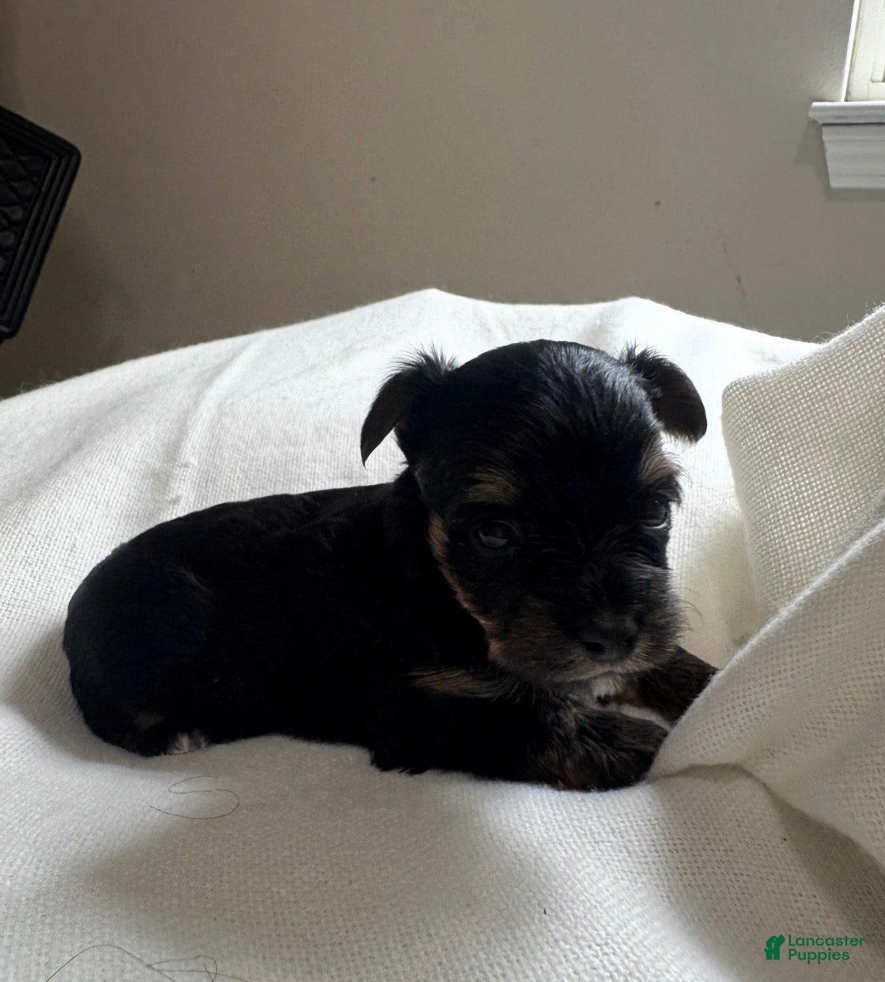 Yorkshire Terrier dogs Luca  - Ad 1