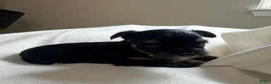 Luca 