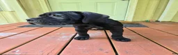 Cane Corso dogs for sale: Cane Corso 4 - Ad 3