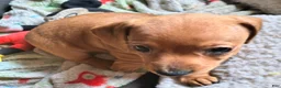 Miniature Dachshund dogs for sale: Frankie - Ad 10