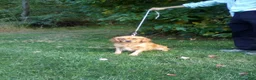 Miniature Golden Retriever dogs for sale: Squash - Ad 7
