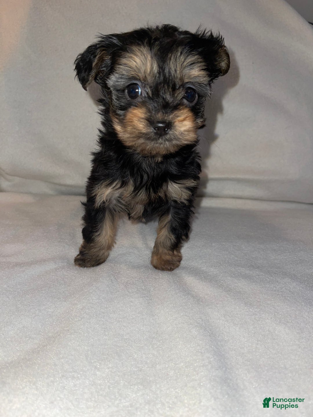 Yorkiepoo dogs for sale: Lucy - Ad 2
