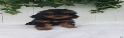Cavapoo dogs for sale: Callie  - Ad 7