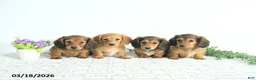Miniature Dachshund dogs for sale: Rowan - Ad 3