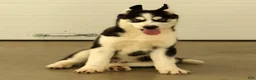 Siberian Husky dogs for sale: Loyal - Ad 5