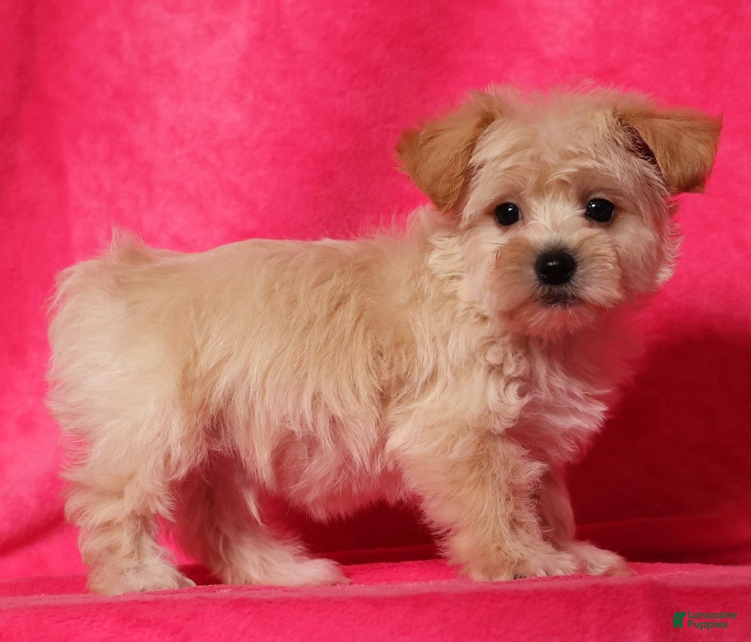 Yochon dogs for sale: Jasper - Ad 8