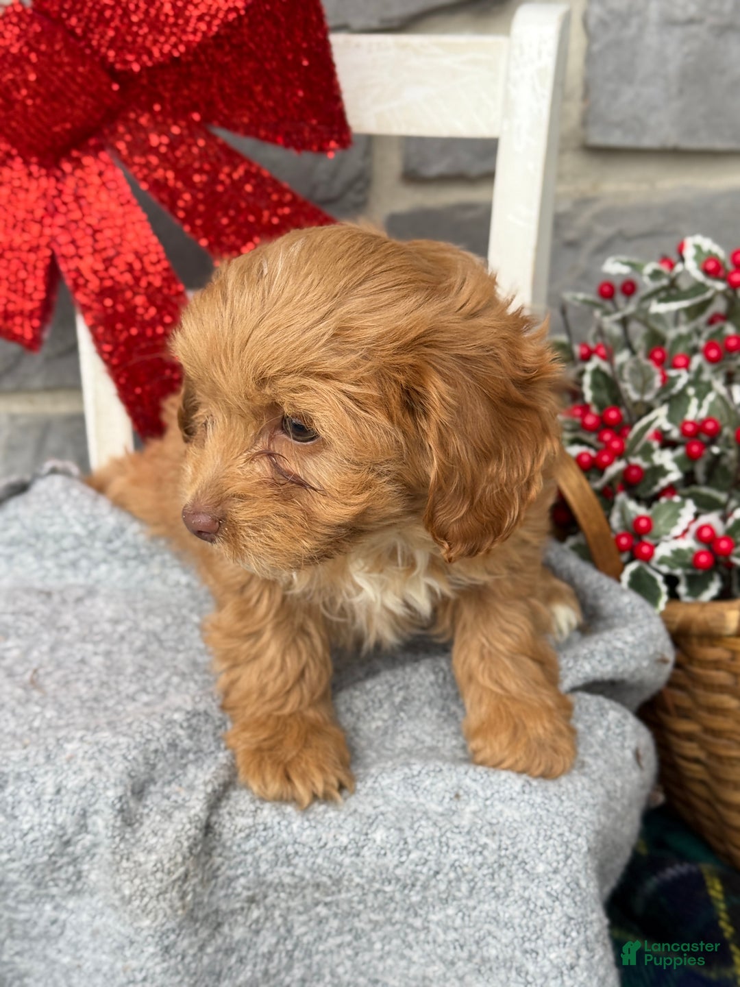 Cavapoo dogs for sale: Alita - Ad 2