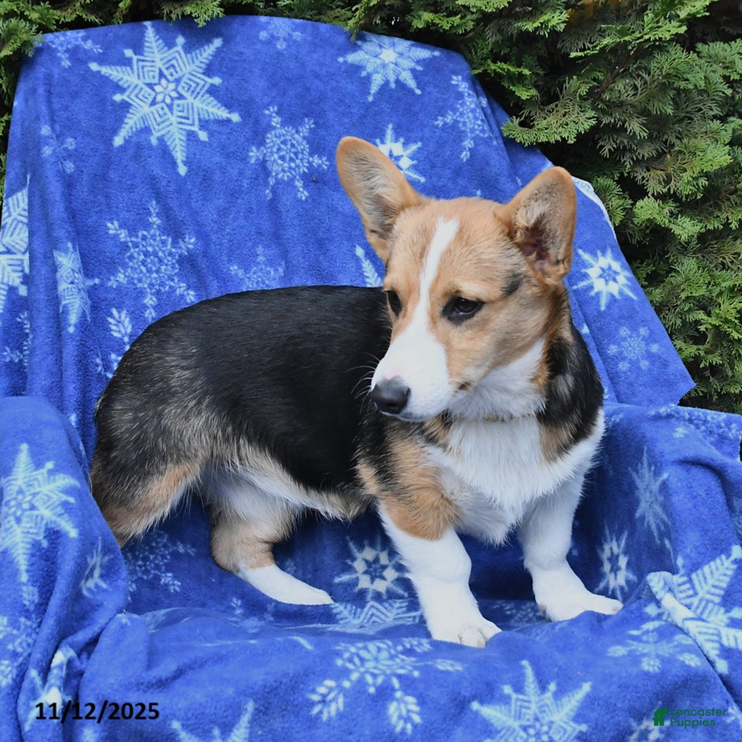 Welsh Corgi Pembroke dogs for sale: Secret - Ad 3