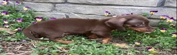 Miniature Dachshund dogs for sale: Peanut  - Ad 5