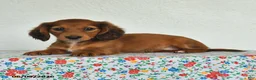 Miniature Dachshund dogs for sale: Kylie - Ad 3