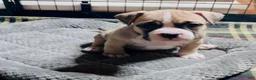 American Bully dogs for sale: American Bully Female - Ad 4