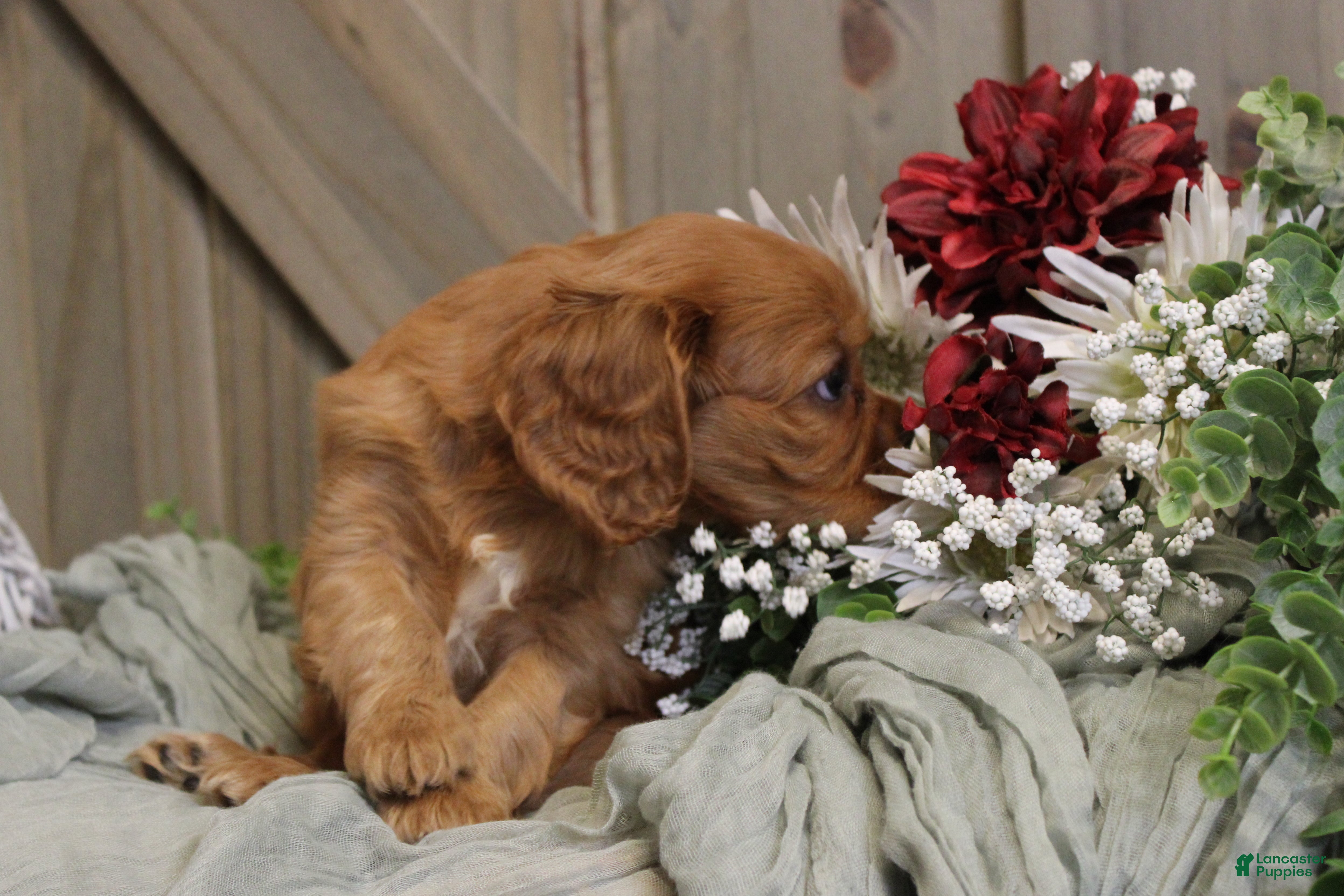 Cavalier King Charles Spaniel dogs for sale: Jasmine - Ad 4