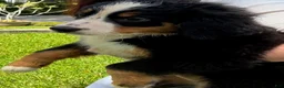 Bernese Mountain Dog dogs for sale: Lolly - Ad 3