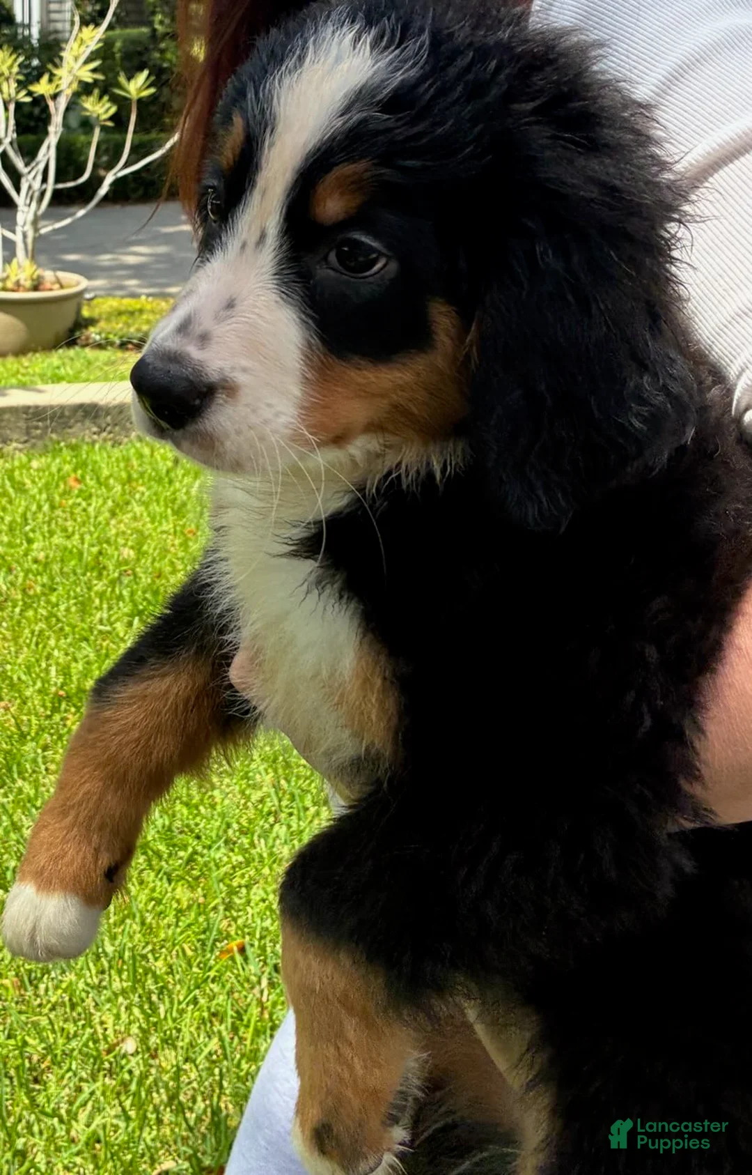 Bernese Mountain Dog dogs for sale: Lolly - Ad 3