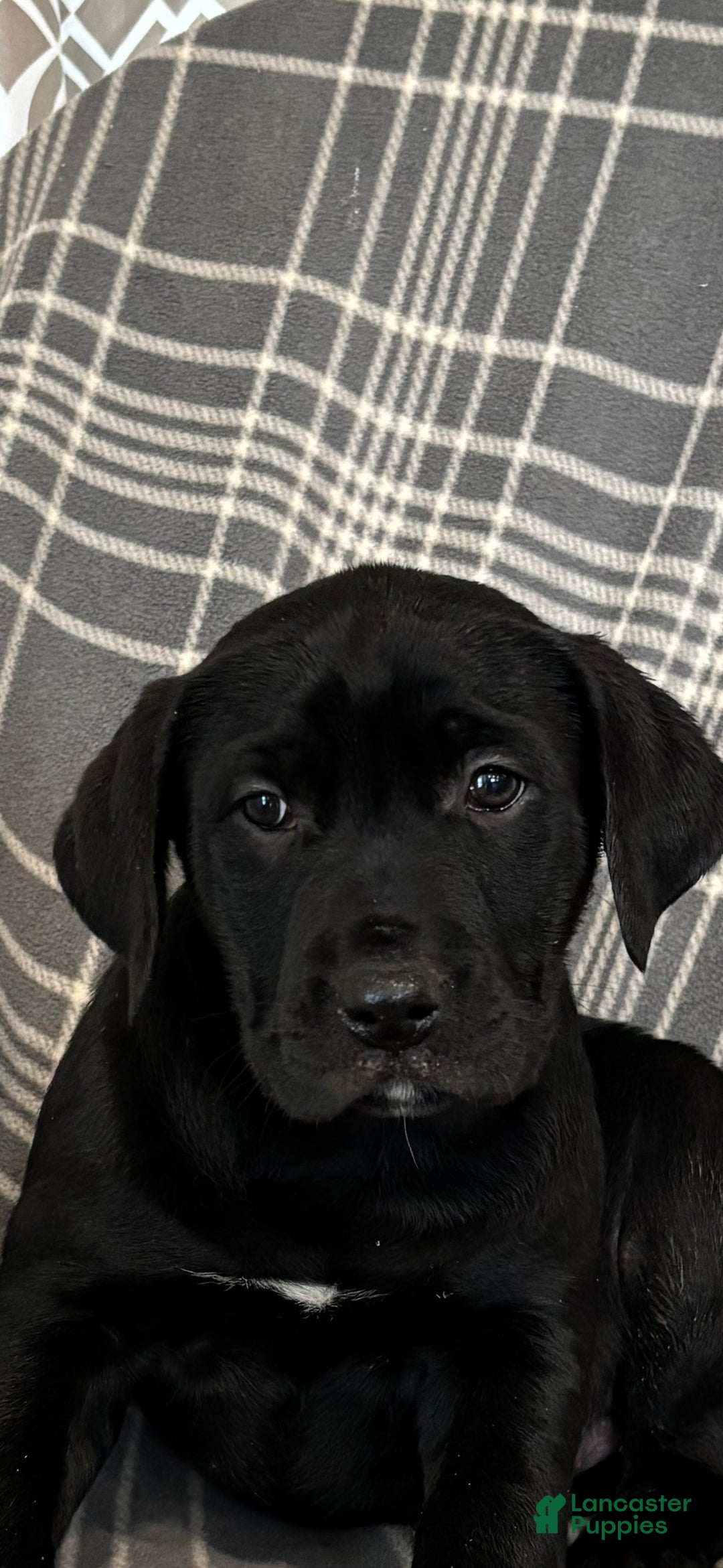 Mixed Breed dogs for sale: Mixed Breed Puppy 3 - Ad 3