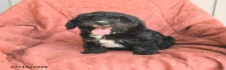 Mini Bernedoodle dogs for sale: Abby - Ad 5