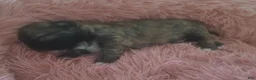 Shih Tzu dogs for sale: Shih Tzu Puppy 1 'junior' - Ad 1
