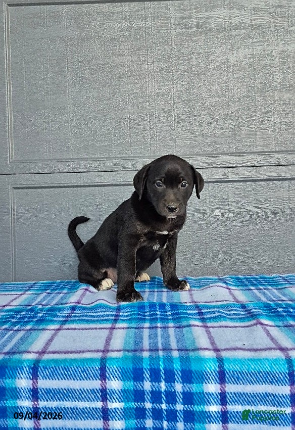 Labrador Retriever dogs Lily - Ad 2