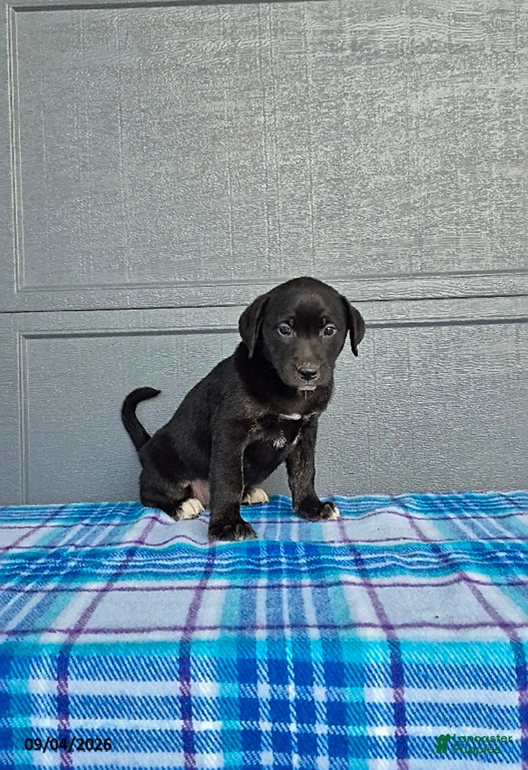 Labrador Retriever dogs for sale: Lily - Ad 2