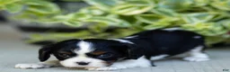 Cavalier King Charles Spaniel dogs for sale: Ava - Ad 3