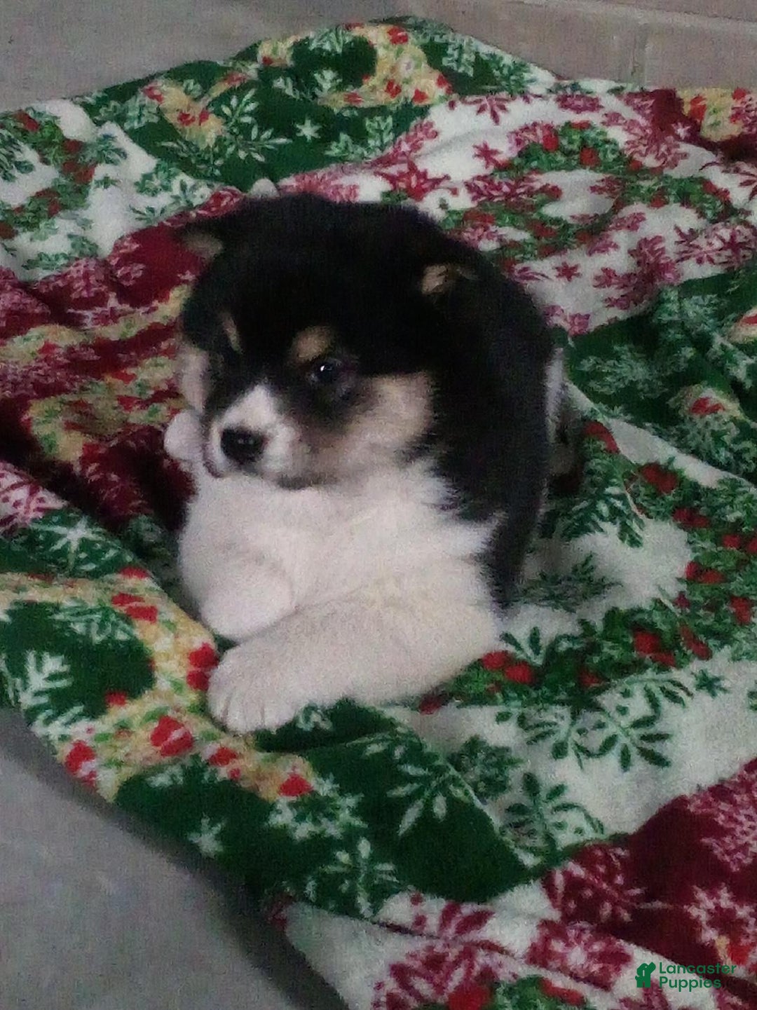 Shiba Inu dogs for sale: Wally - Ad 2