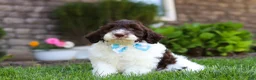 Portuguese Water Dog dogs for sale: Charlie - Ad 5