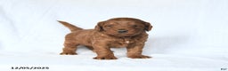 Mini Goldendoodle dogs for sale: Lucas - Ad 3