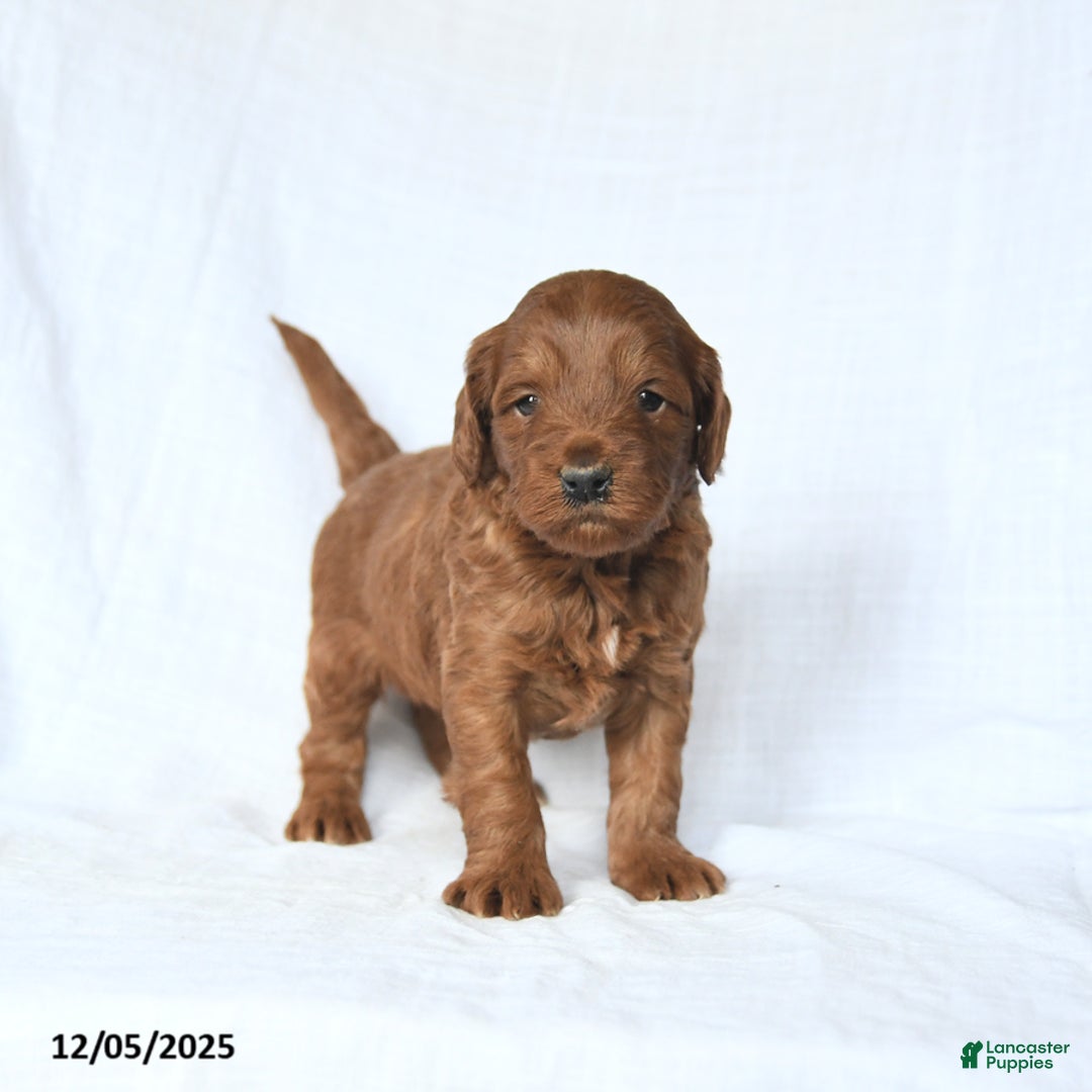 Mini Goldendoodle dogs for sale: Lucas - Ad 3