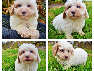 Havapoo dogs Muffin - Ad 31